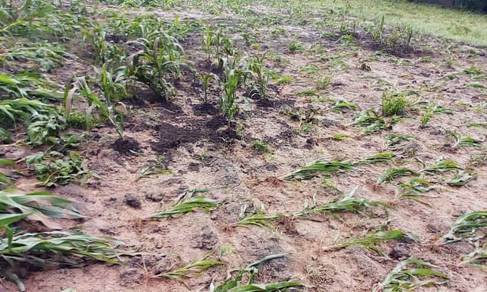 Violent rains ravage Mangwe: 135 farmers lose crops, homes destroyed nationwide