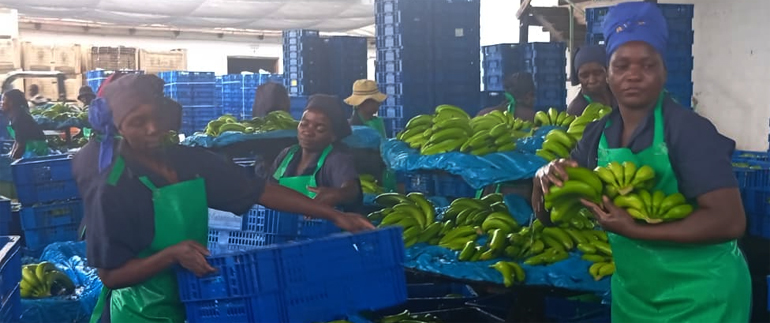 Mutare bananas dominate SA market