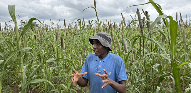 Crops flourish, others falter under heavy rains