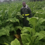 As the 2025/26 marketing season closes, tobacco fields have not been abandoned as farmers are preparing to plant again