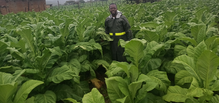Tobacco harvest in full swing despite heavy rains