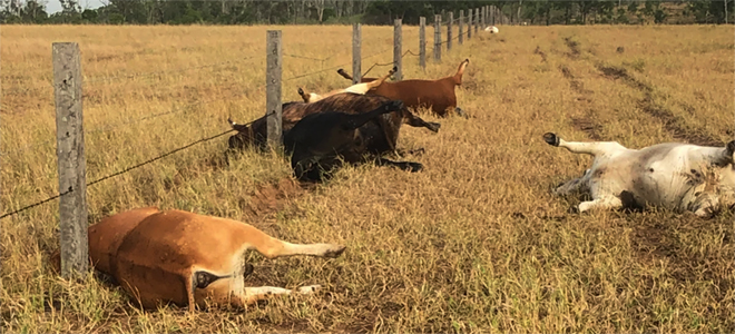 Nine cattle struck by lightning