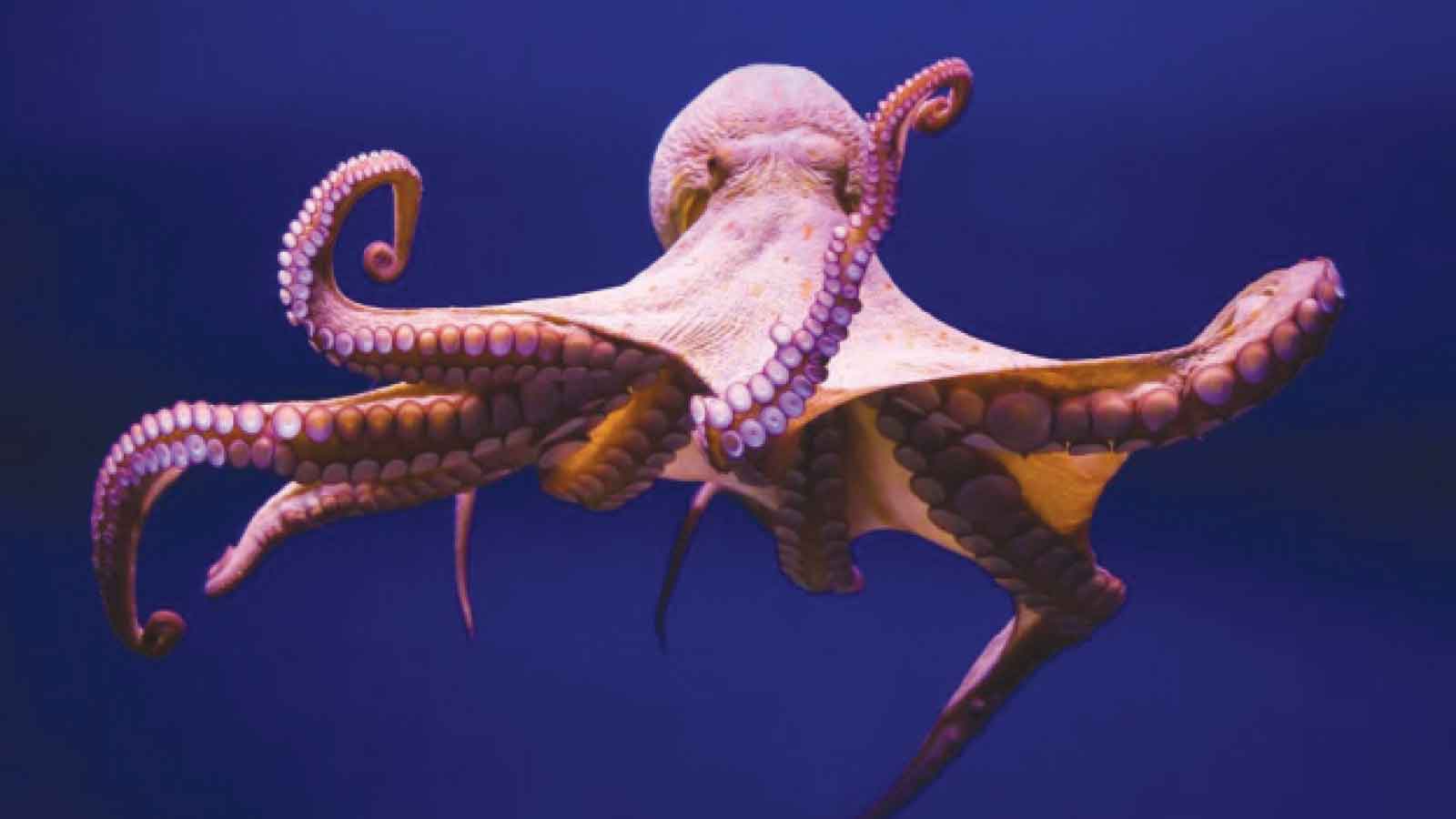 The Octopus’s Genius . . .Build an organisation that thinks with its arms