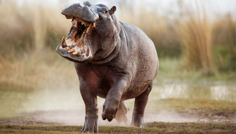 Buhera man injured in hippo attack