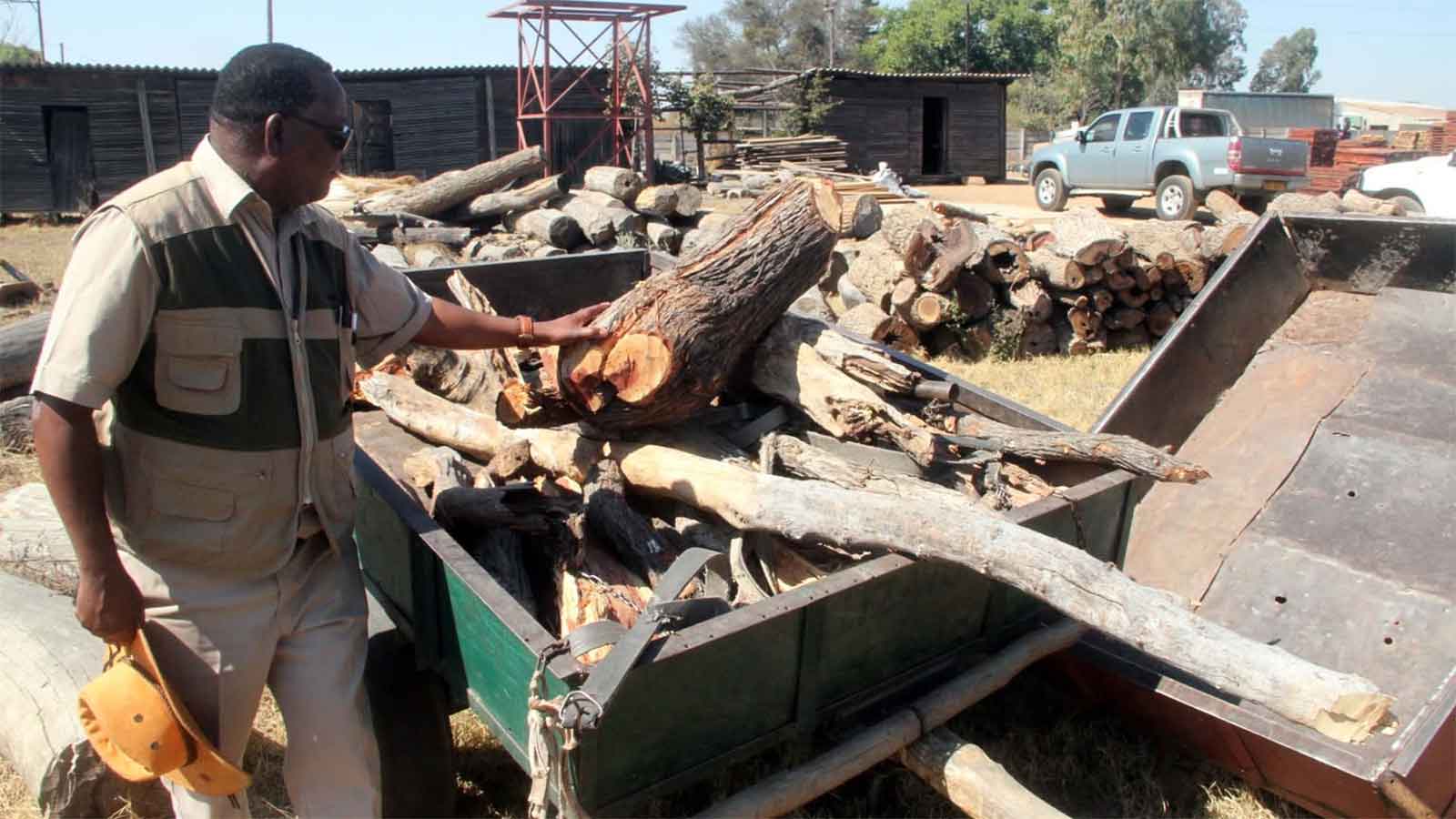 Forestry Commission steps up fight against timber poaching