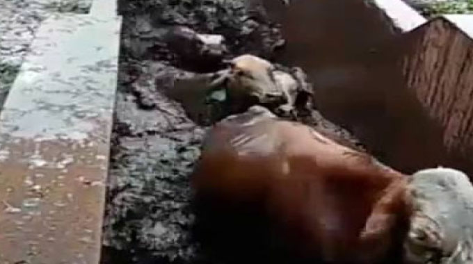 Dibhisani  inkomo livikele iJanuary Disease