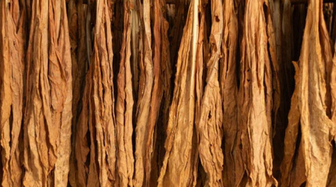 Surge in tobacco exports to Europe, Africa