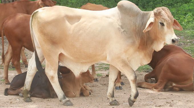 FMD outbreak in Matabeleland North: Emergency controls activated