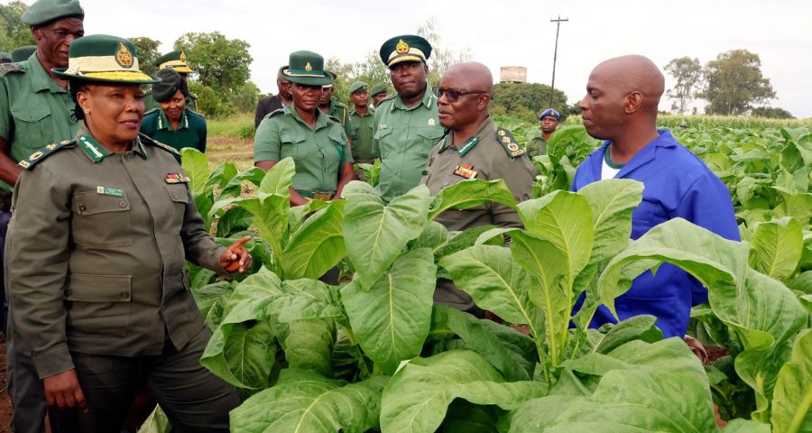 ZPCS hails successful tobacco pilot at Khami Complex