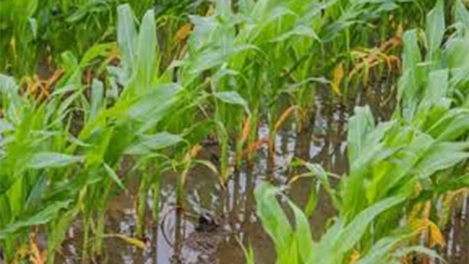 Waterlogging, leaching threaten maize, tobacco fields