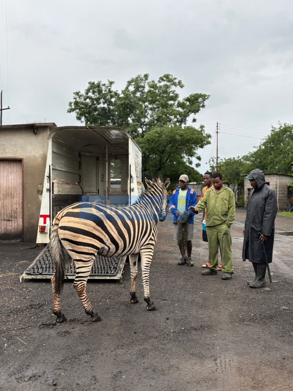 Zebras safely rescued from Bulawayo city centre, now under care at Burnside sanctuary