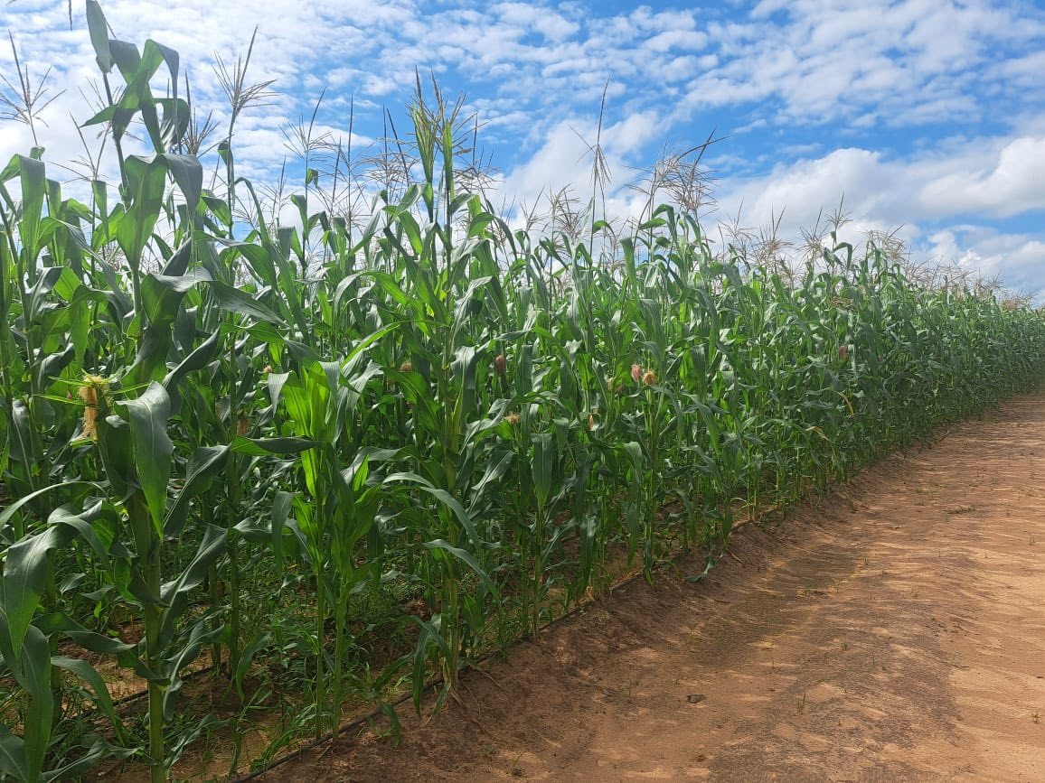 Chibini Village Business Unit transforms 1,25 hectares into thriving hub of productivity and hope