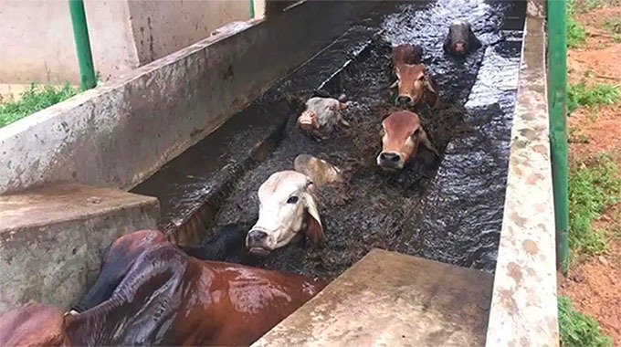 Farmers urged to protect herds against deadly January Disease