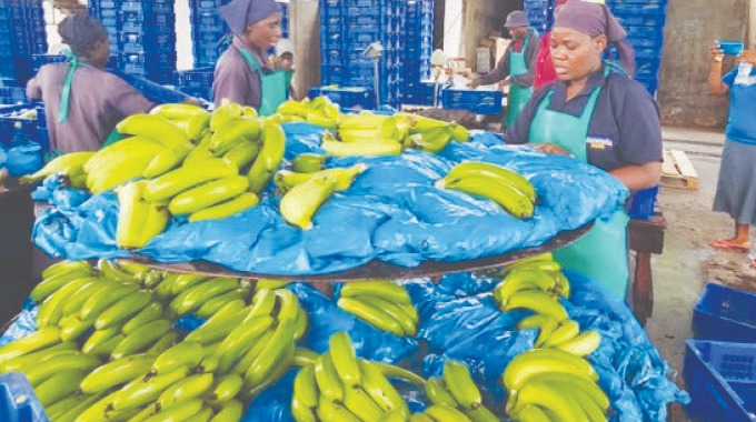 Zimbabwe’s banana value chain key to US$2bn horticulture drive