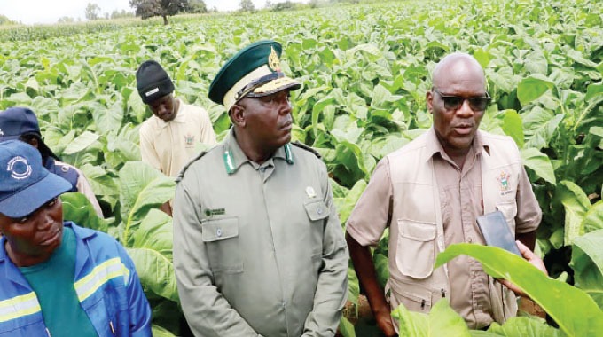 tobacco revolution  AT Khami Prison Farm