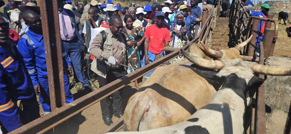Zimbabwe safeguards national herd against foot-and-mouth disease