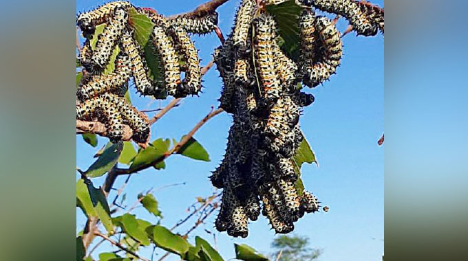 Protein-rich mopane worms face extinction risks