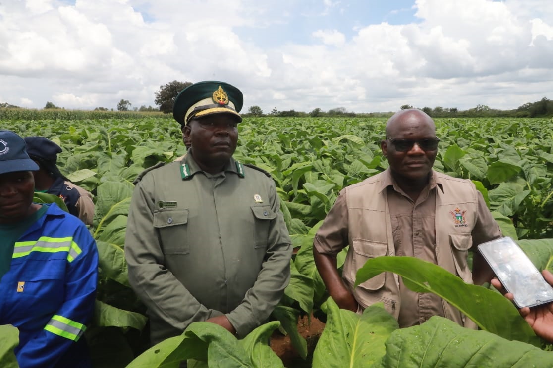 COMMENT: Khami’s tobacco breakthrough should inspire a new era of correctional farming