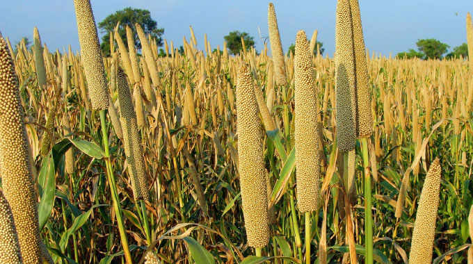 Researcher leads in Zimbabwe’s forgotten super grains revival