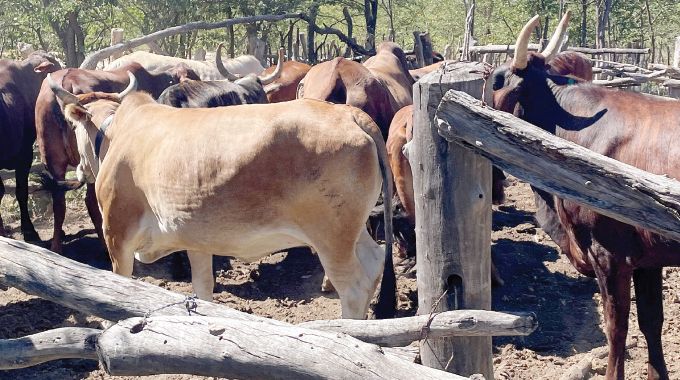 Insiza farmers hope to rebuild herds as January Disease recedes