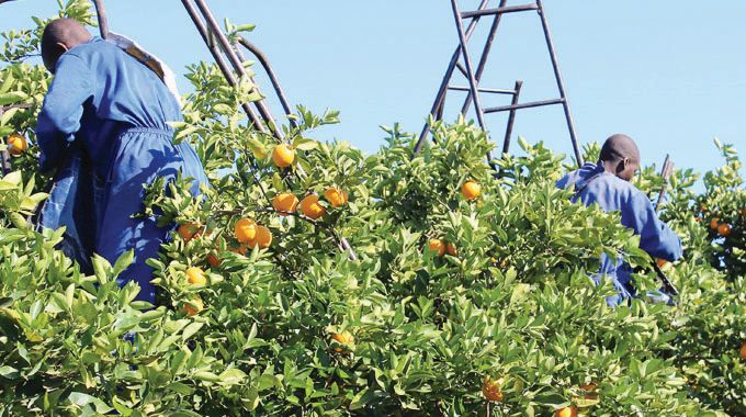 Citrus exports reach US$15million in 10 months to October 2025