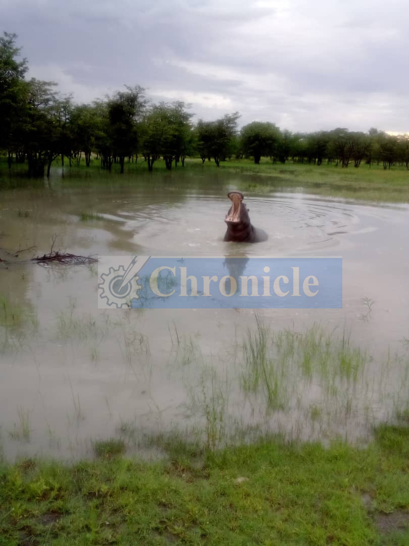Marauding hippo spotted in Bulilima