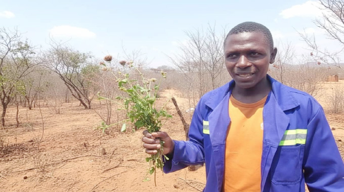 Herbalist becomes an unseen  guardian of indigenous woodlands
