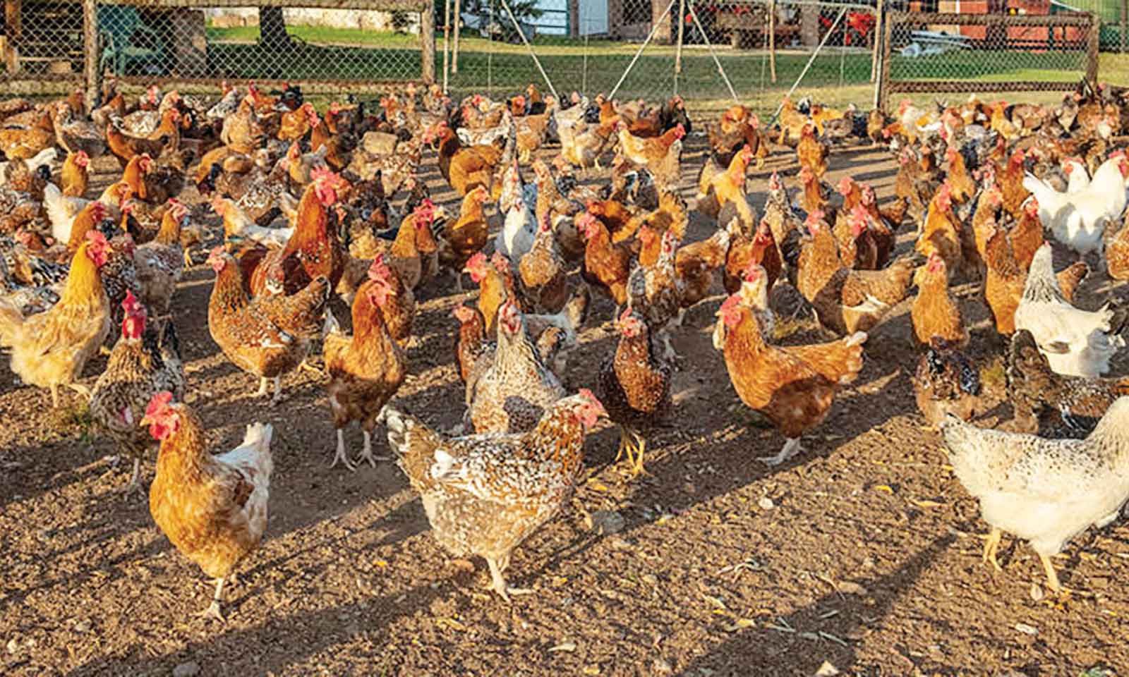 A case for self-regulating indigenous poultry industry