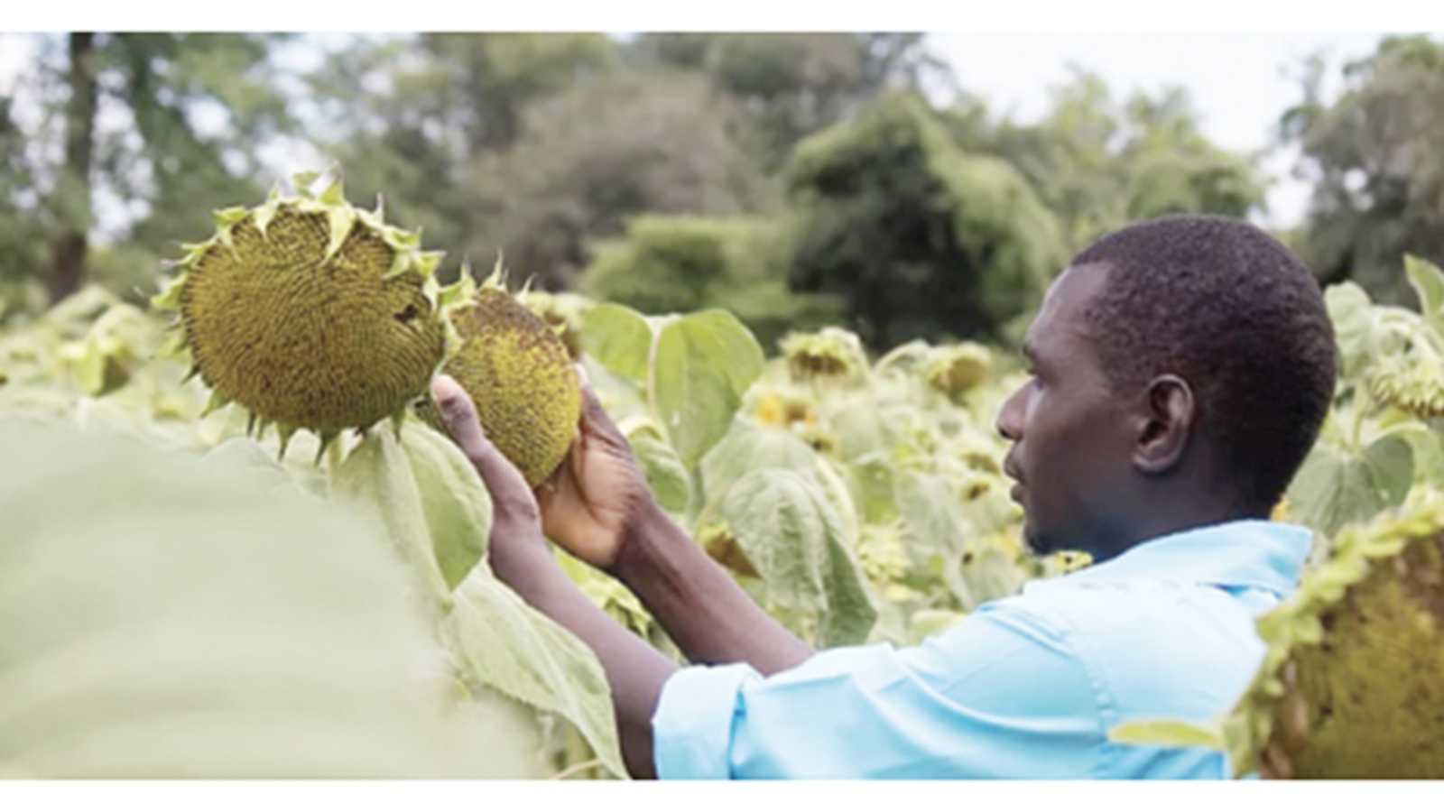 Sunflower, oilseeds: another golden opportunity for farmers
