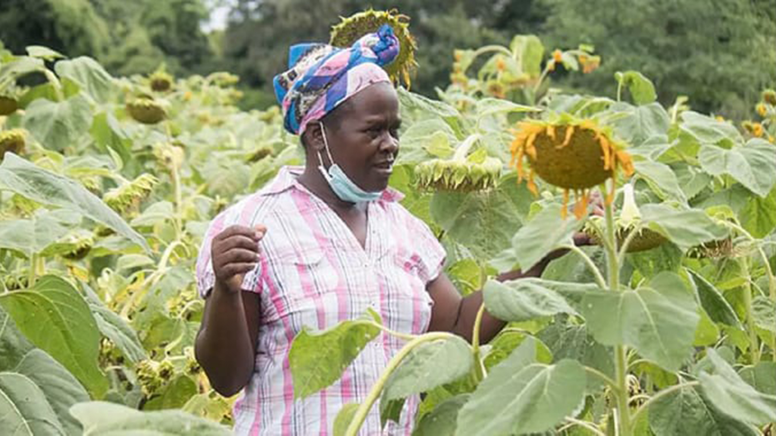 Govt strategy transforms rural livelihoods