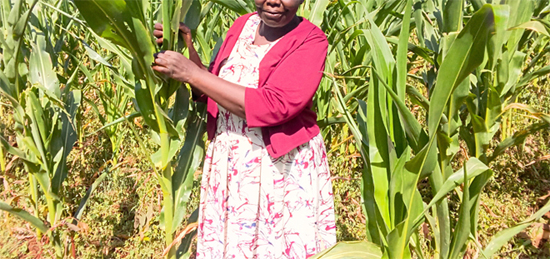 Farmers fear losses as heatwave hits province