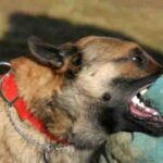 The province has recorded 19 confirmed rabies cases since January, while more than 4 000 dog-bite incidents were reported last year, highlighting the continued public health challenge posed by the deadly disease
