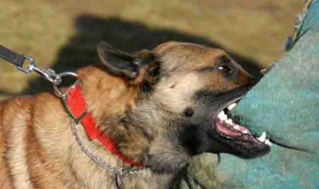A surge in dog bite cases and stray dog populations has sparked concerns of a potential rabies outbreak in Manicaland