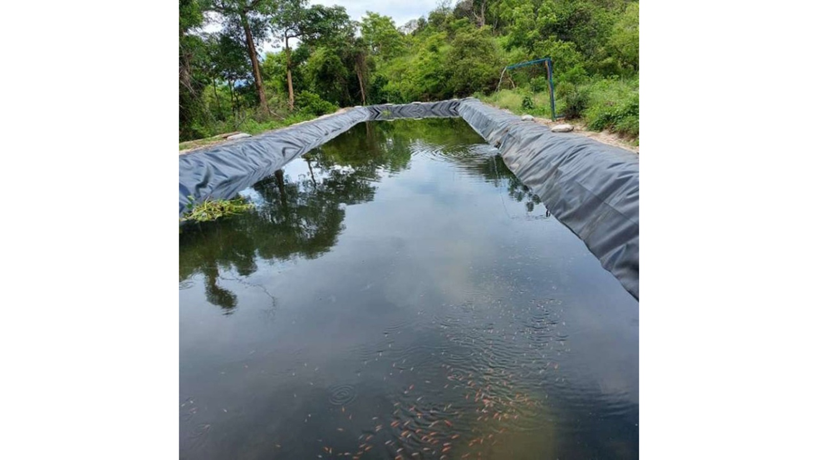 Vana 3 vafira mufish pond vachituhwinha