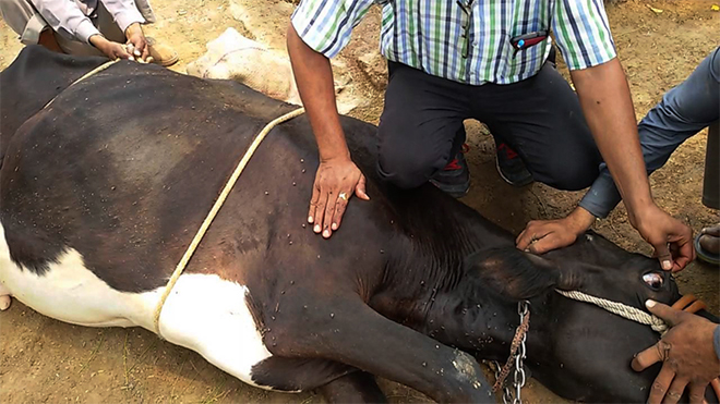 Without regular dipping, the disease has spread like wildfire, claiming cattle at alarming rates and threatening the survival of families who depend on them