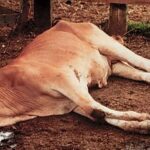 Cattle movement to and from Makoni District has been suspended for the next 28 days