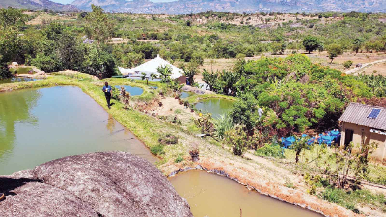 Couple builds agric legacy: Marriage to mentorship