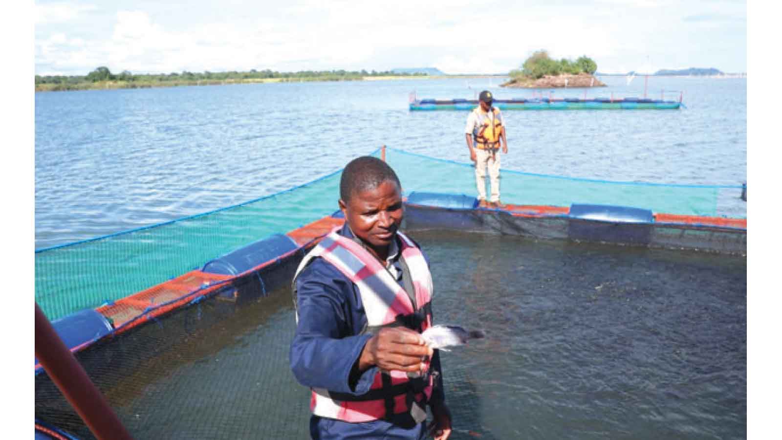 Floating cages launch new aquaculture model on Kariba