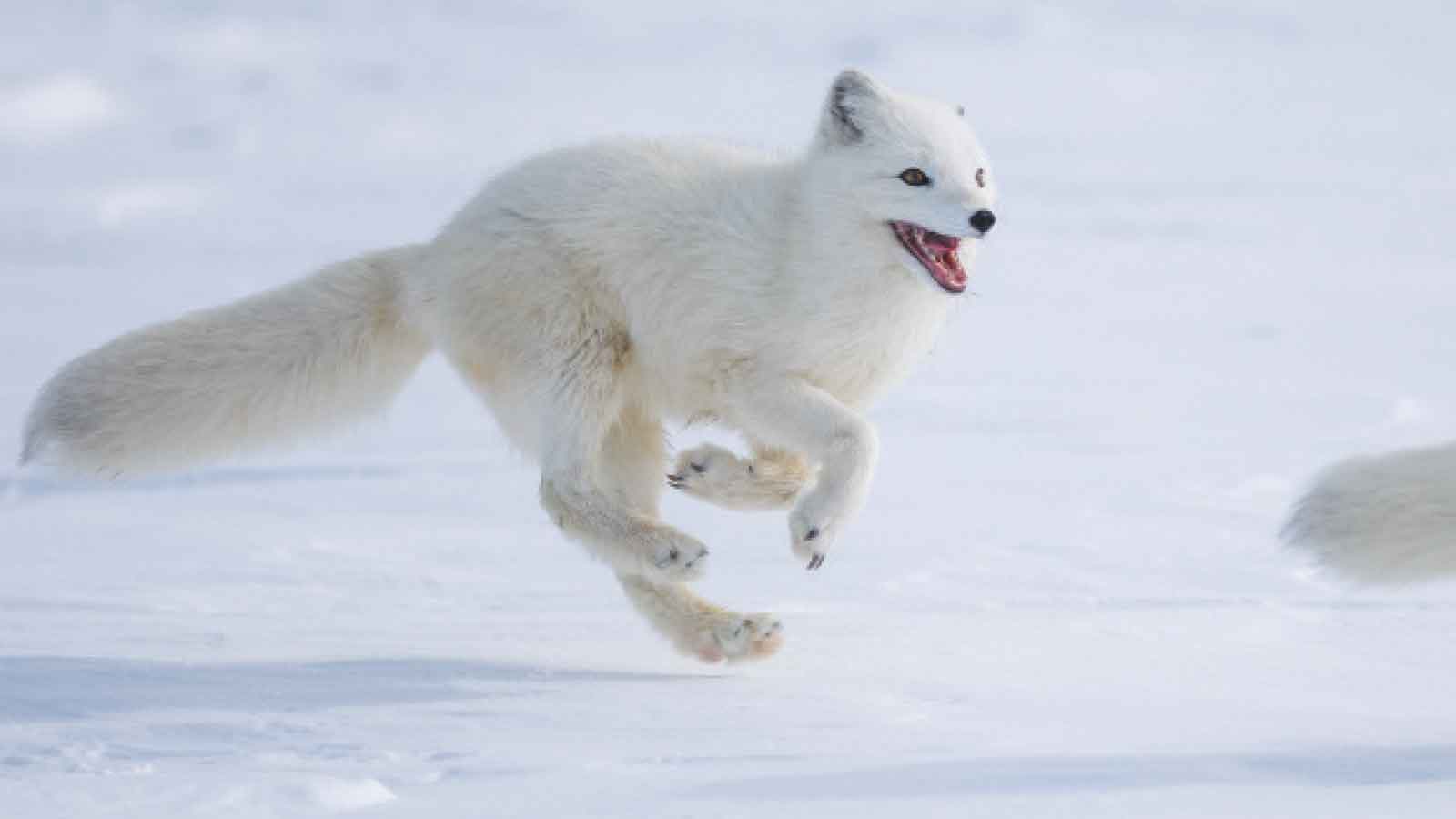 Arctic fox masters art of permanent reinvention