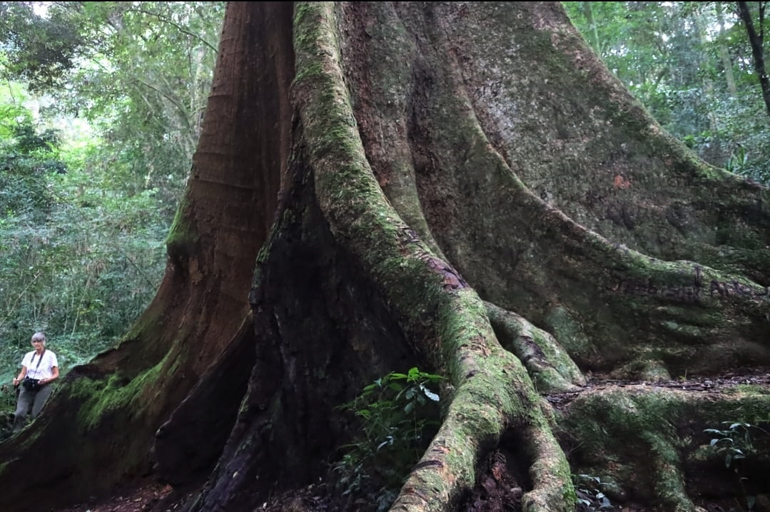 The Big Tree in Chirinda Forest in Chipinge