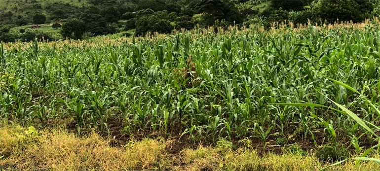 Bumper harvest still in sight