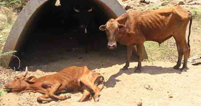 January Disease sweeps across Manicaland