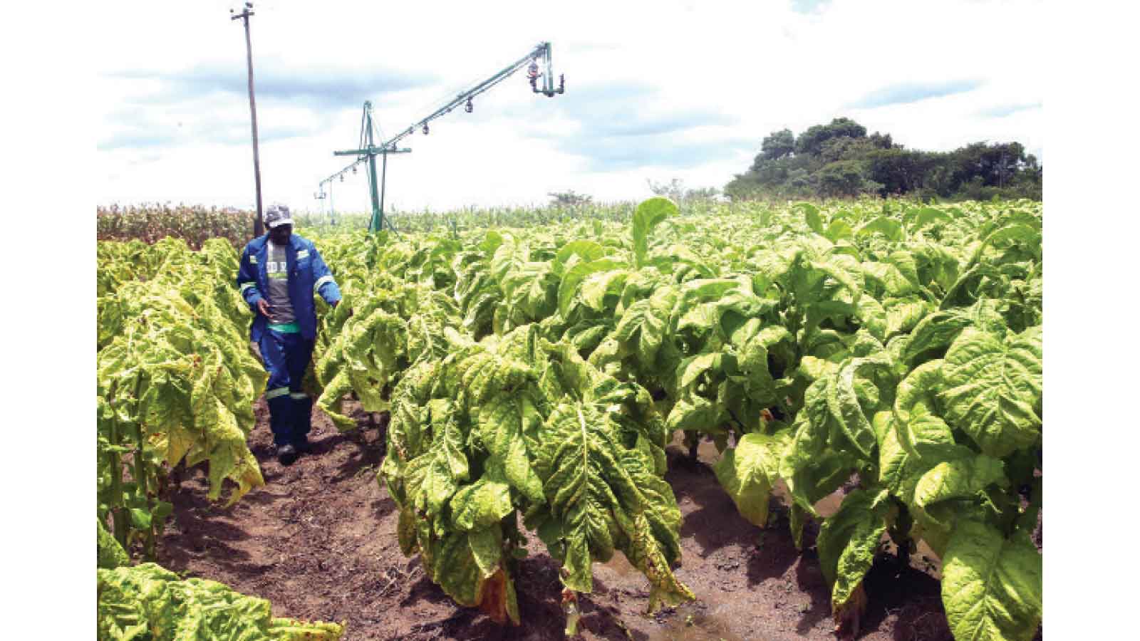 Zim eyes 360m kg tobacco haul