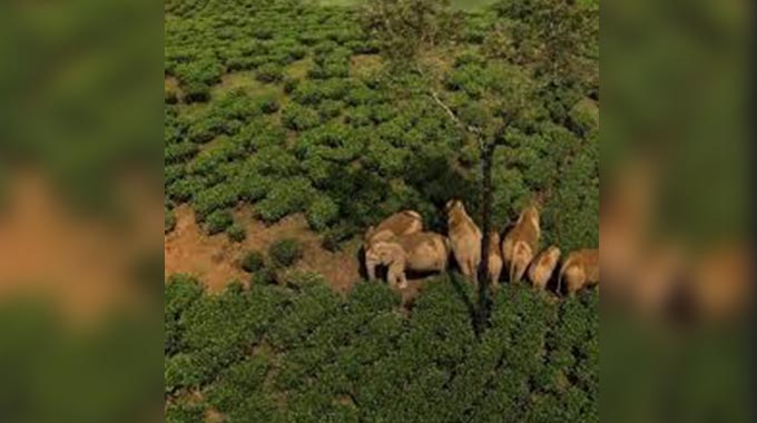 Government urged to activate human‑wildlife conflict fund