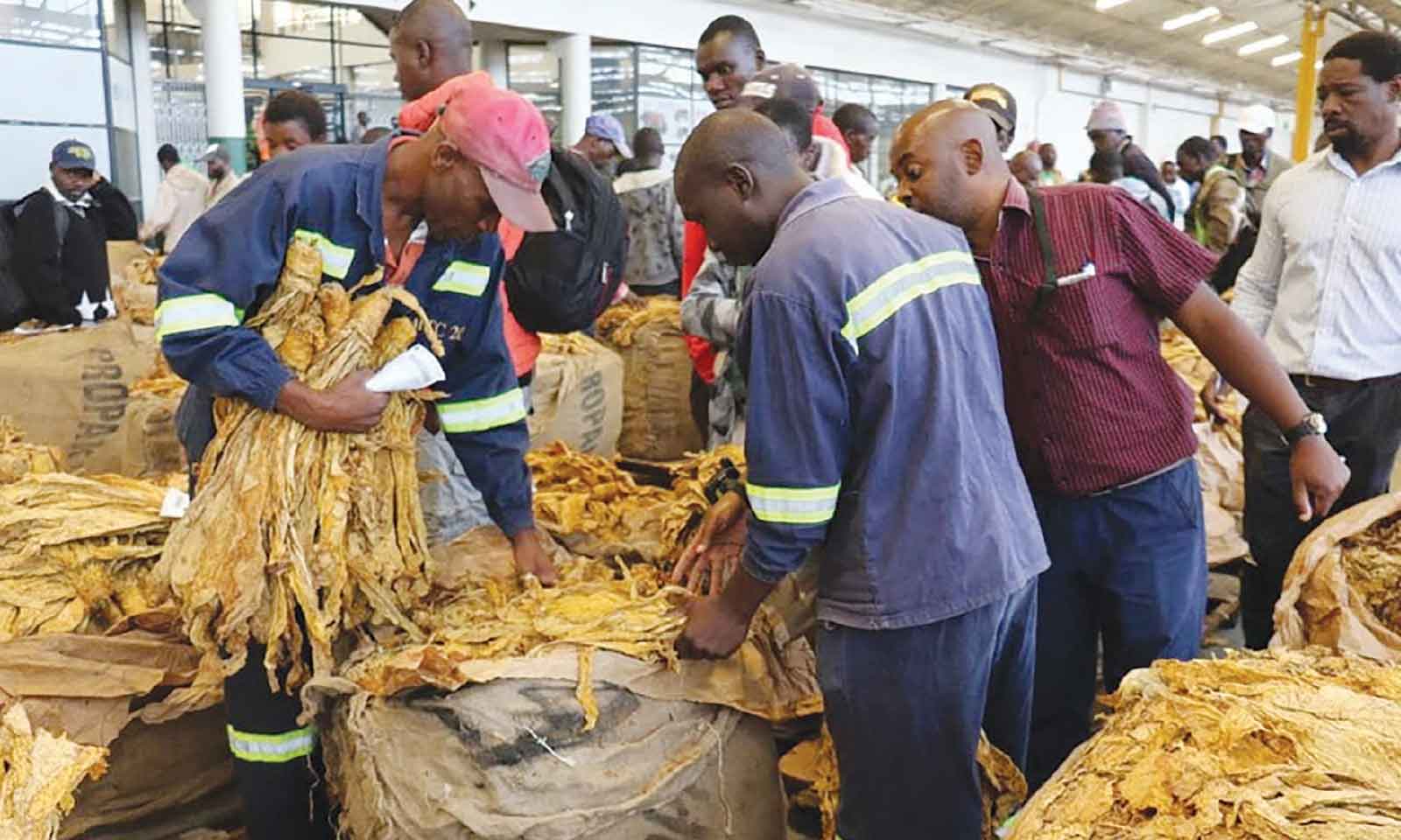 Tobacco oversupply won’t  affect Zim farmers: TIMB