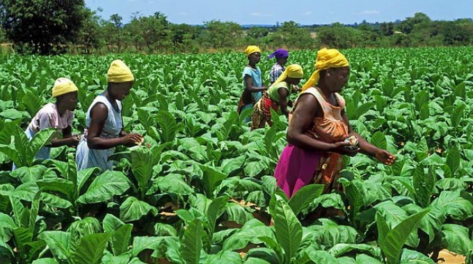 Ukulinywa kwegwayi kuletha inzuzo eMatabeleland North