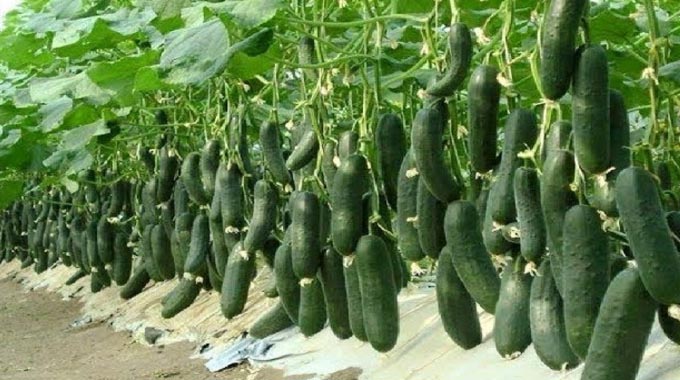 Limani ama -cucumber lizitshayele imali