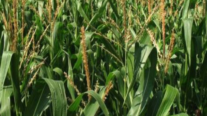 More rains in store for SADC region