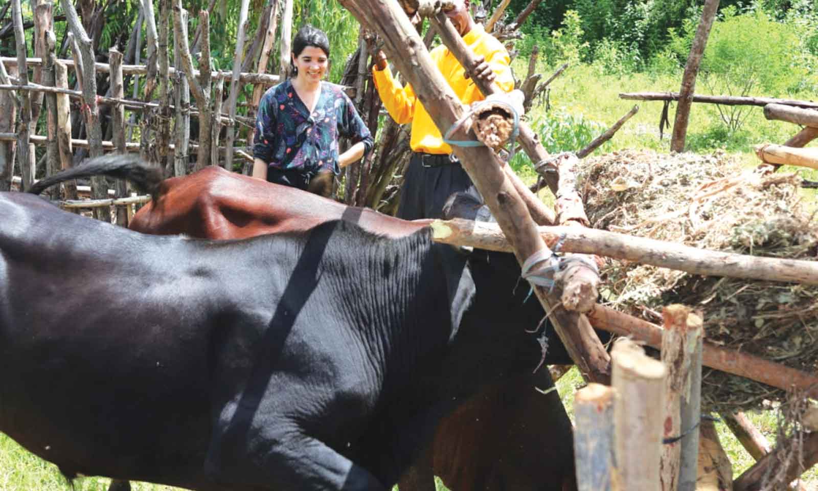 Fodder innovation boosts livestock amid drought pressures