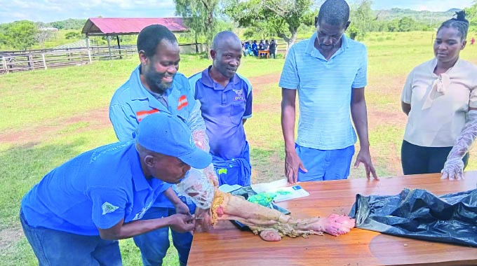 Government launches national artificial insemination programme to boost herd